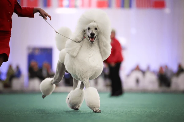 Exposición Canina